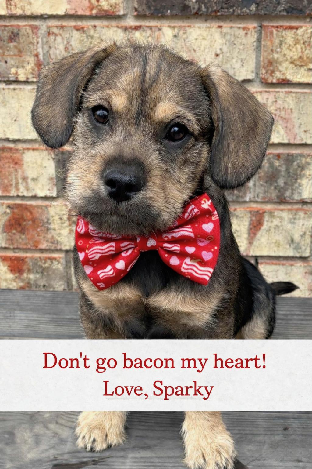 Sparky, Adoptable, Puppy Male French Bulldog & Goldendoodle.