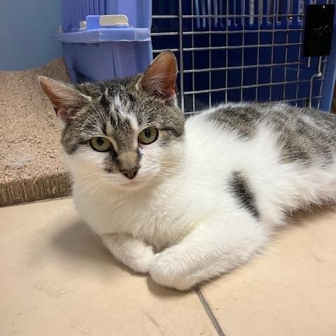 Flare, Adult Female Domestic Short Hair