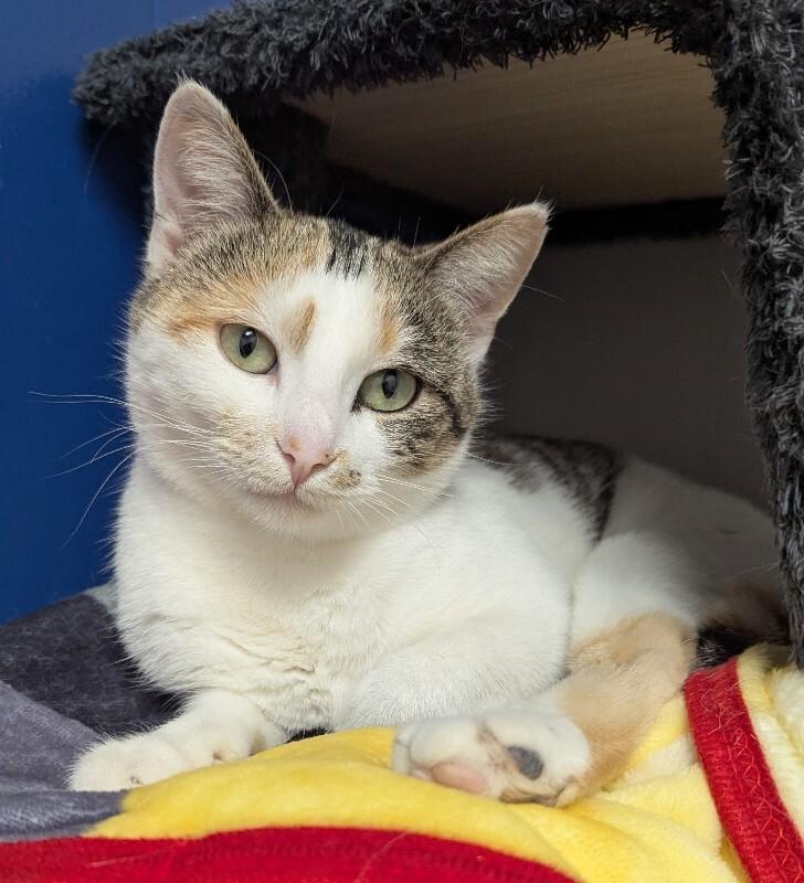 Enlarge Melina, a Adoptable Domestic Short Hair in Yankton, SD image 1/6