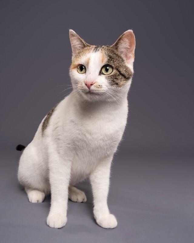 Enlarge Melina, a Adoptable Domestic Short Hair in Yankton, SD image 2/6