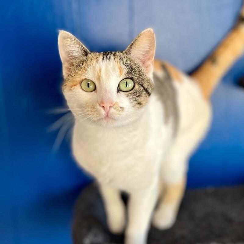 Enlarge Melina, a Adoptable Domestic Short Hair in Yankton, SD image 3/6