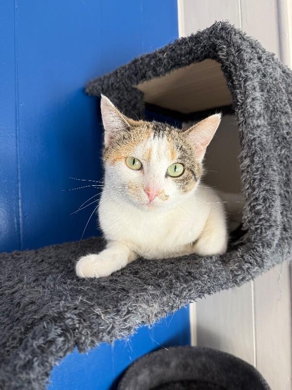 Enlarge Melina, a Adoptable Domestic Short Hair in Yankton, SD image 4/6