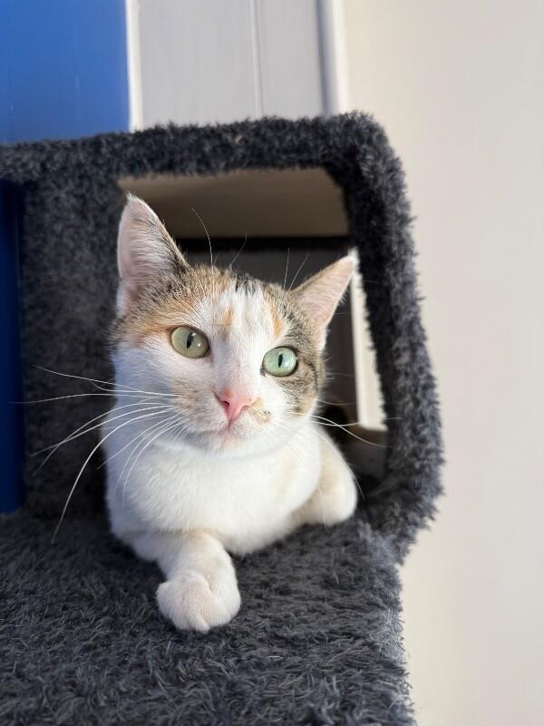Enlarge Melina, a Adoptable Domestic Short Hair in Yankton, SD image 6/6