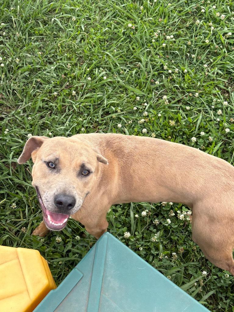 Alvin, Adoptable, Young Male Mixed Breed.