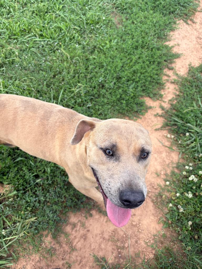 Alvin, a Adoptable Mixed Breed in Bossier City, LA image 2/2