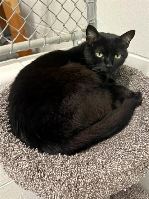 Enlarge CLEO, a Adoptable Domestic Short Hair in Olathe, KS image 1/1