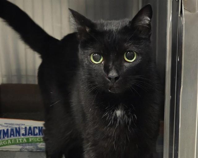 CLEO, Adoptable, Adult Female Domestic Short Hair.