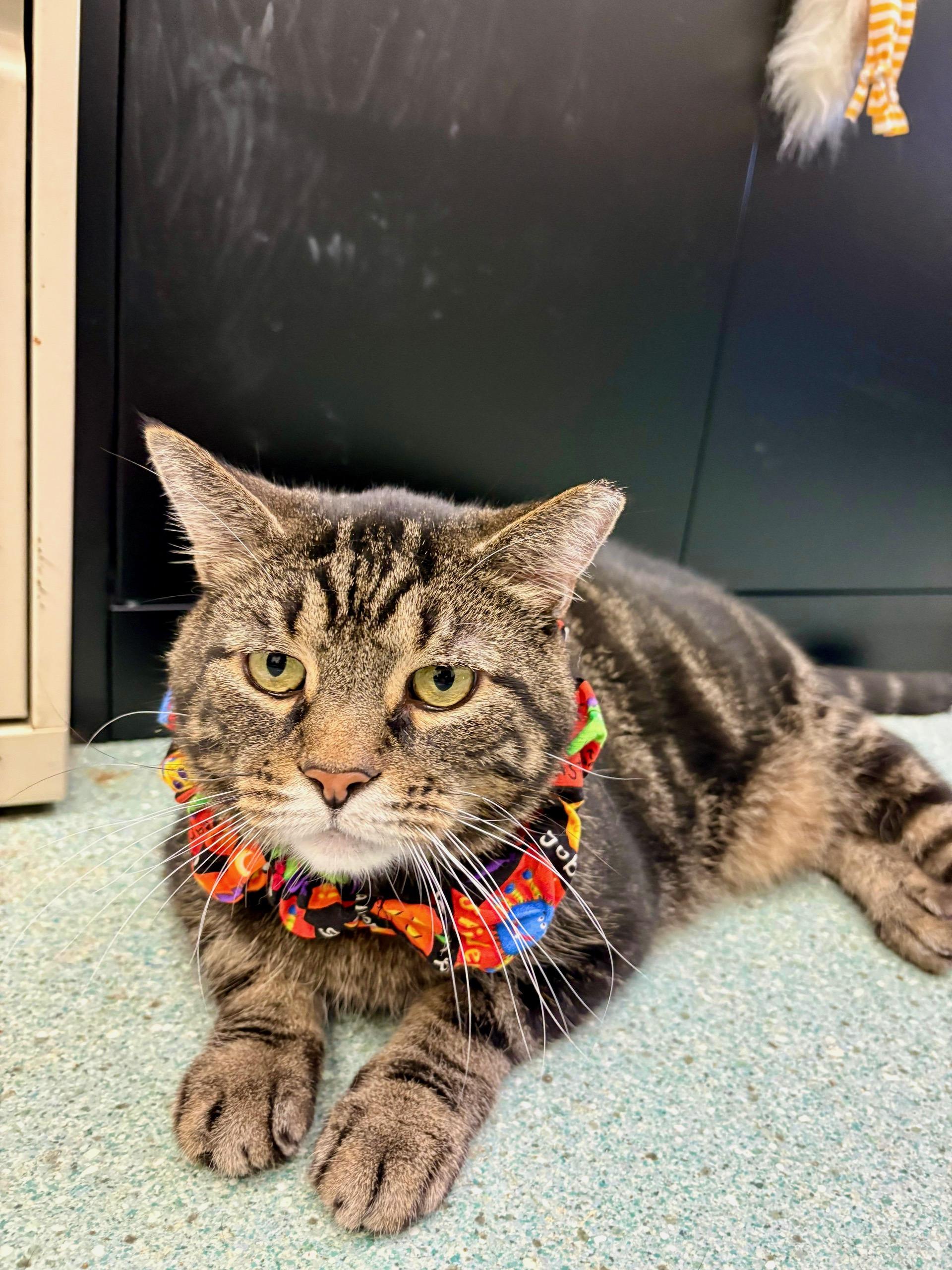 Enlarge Godzilla, a Adoptable Domestic Short Hair in Renfrew, PA image 2/6