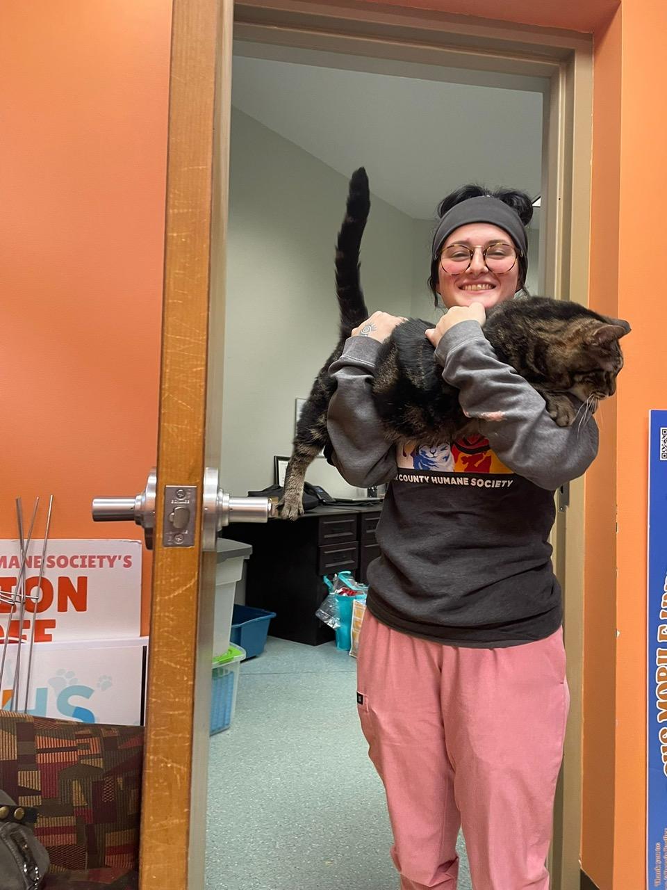 Enlarge Godzilla, a Adoptable Domestic Short Hair in Renfrew, PA image 3/6