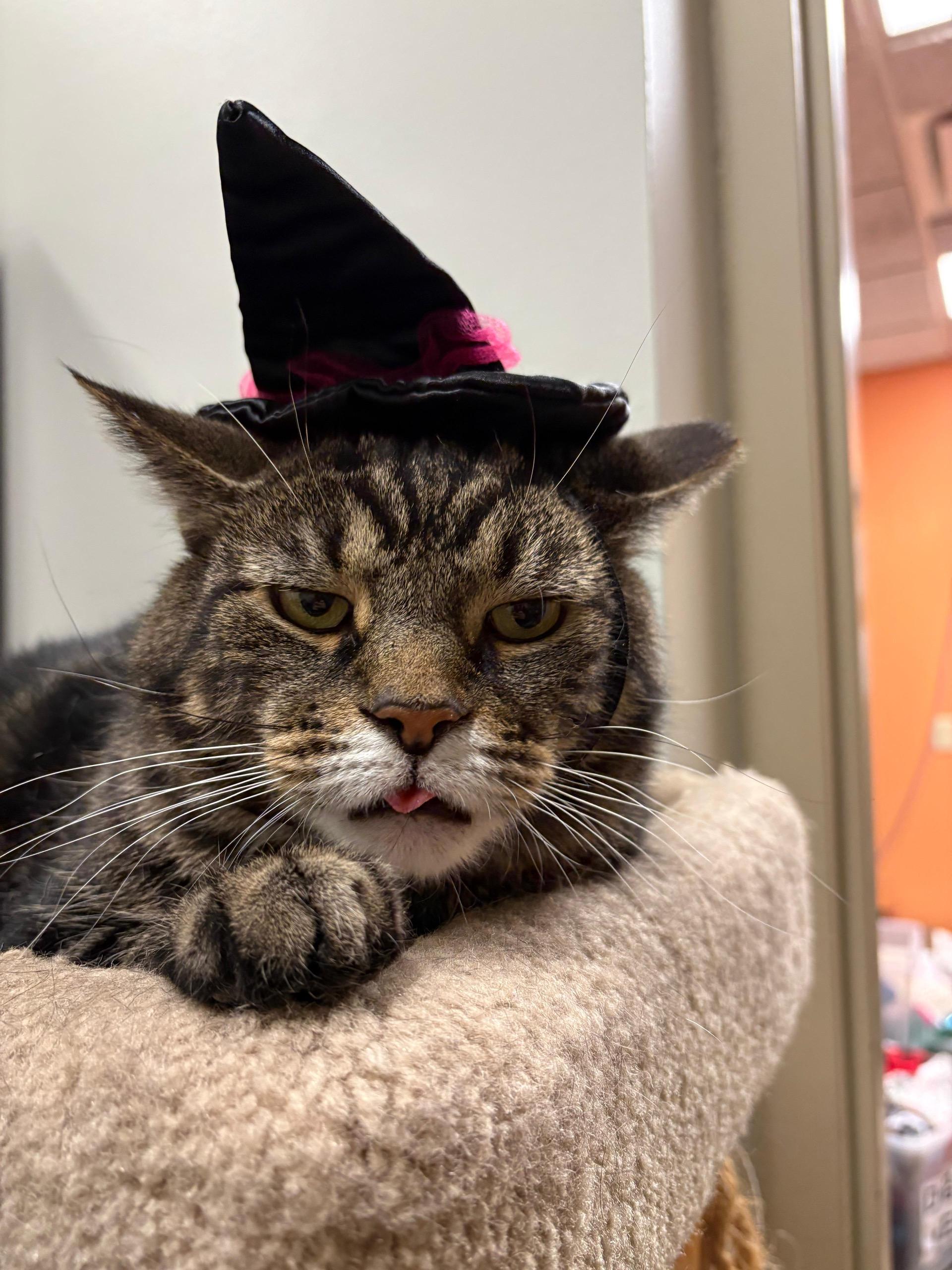 Enlarge Godzilla, a Adoptable Domestic Short Hair in Renfrew, PA image 6/6