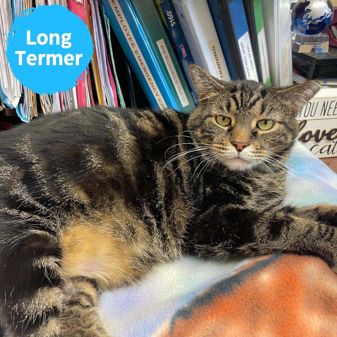 Enlarge Godzilla, a Adoptable Domestic Short Hair in Renfrew, PA image 1/6