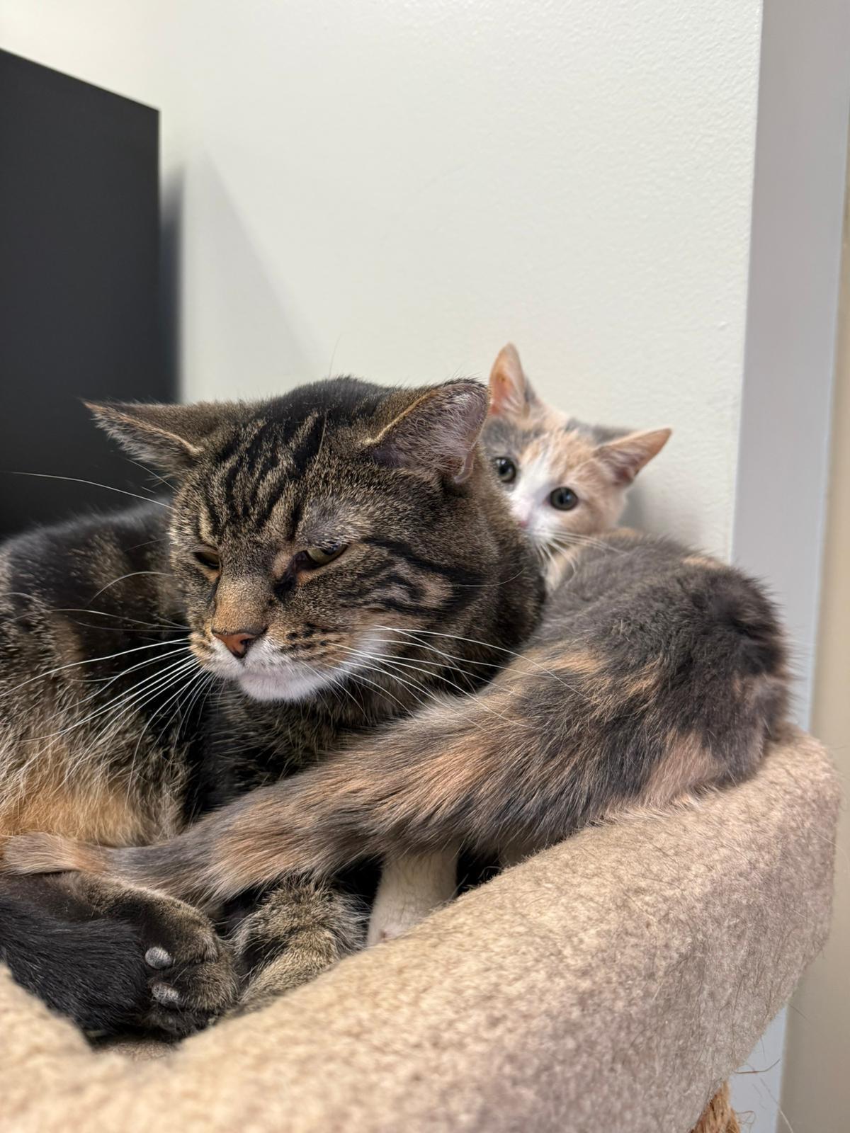 Enlarge Godzilla, a Adoptable Domestic Short Hair in Renfrew, PA image 4/6