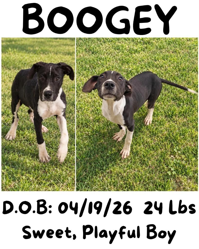 Enlarge Boogey, a Adoptable mixed breed in Albany, GA image 3/6