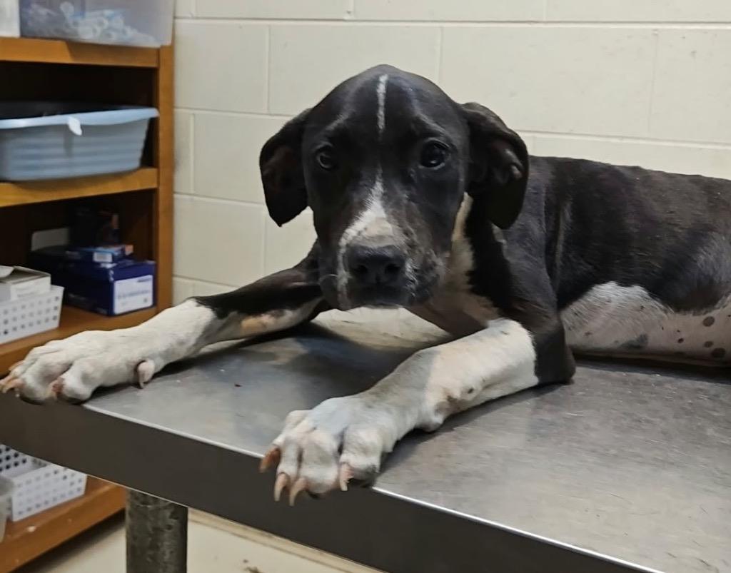 Enlarge Boogey, a Adoptable mixed breed in Albany, GA image 5/6