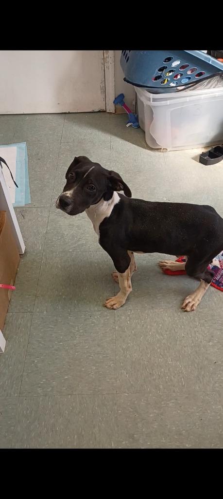 Enlarge Boogey, a Adoptable mixed breed in Albany, GA image 6/6
