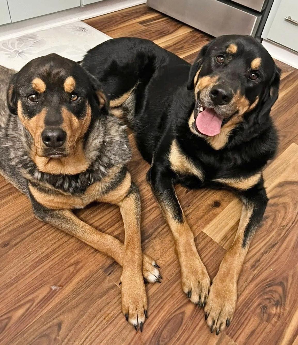 Mavis and Hayes - URGENT