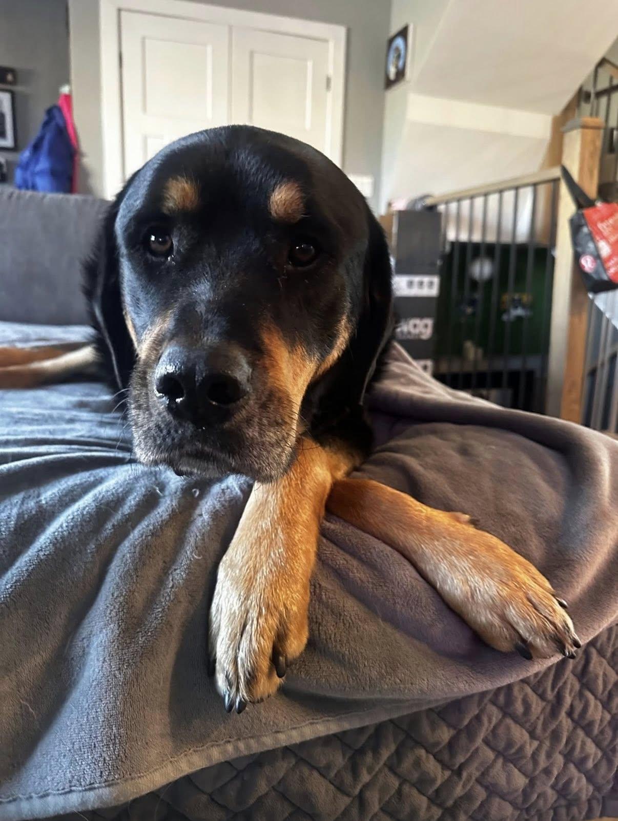 Enlarge Mavis and Hayes - URGENT, a Adoptable mixed breed in Chicago, IL image 4/4