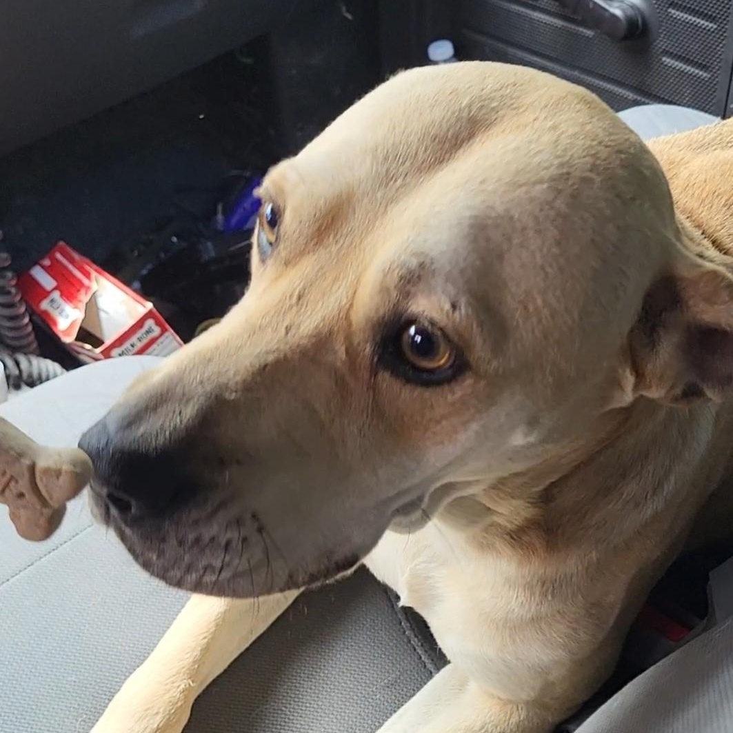 Enlarge George, a ADOPTABLE mixed breed in Rockdale, TX image 1/3