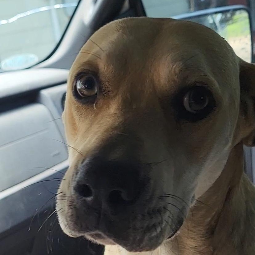 Enlarge George, a ADOPTABLE mixed breed in Rockdale, TX image 2/3