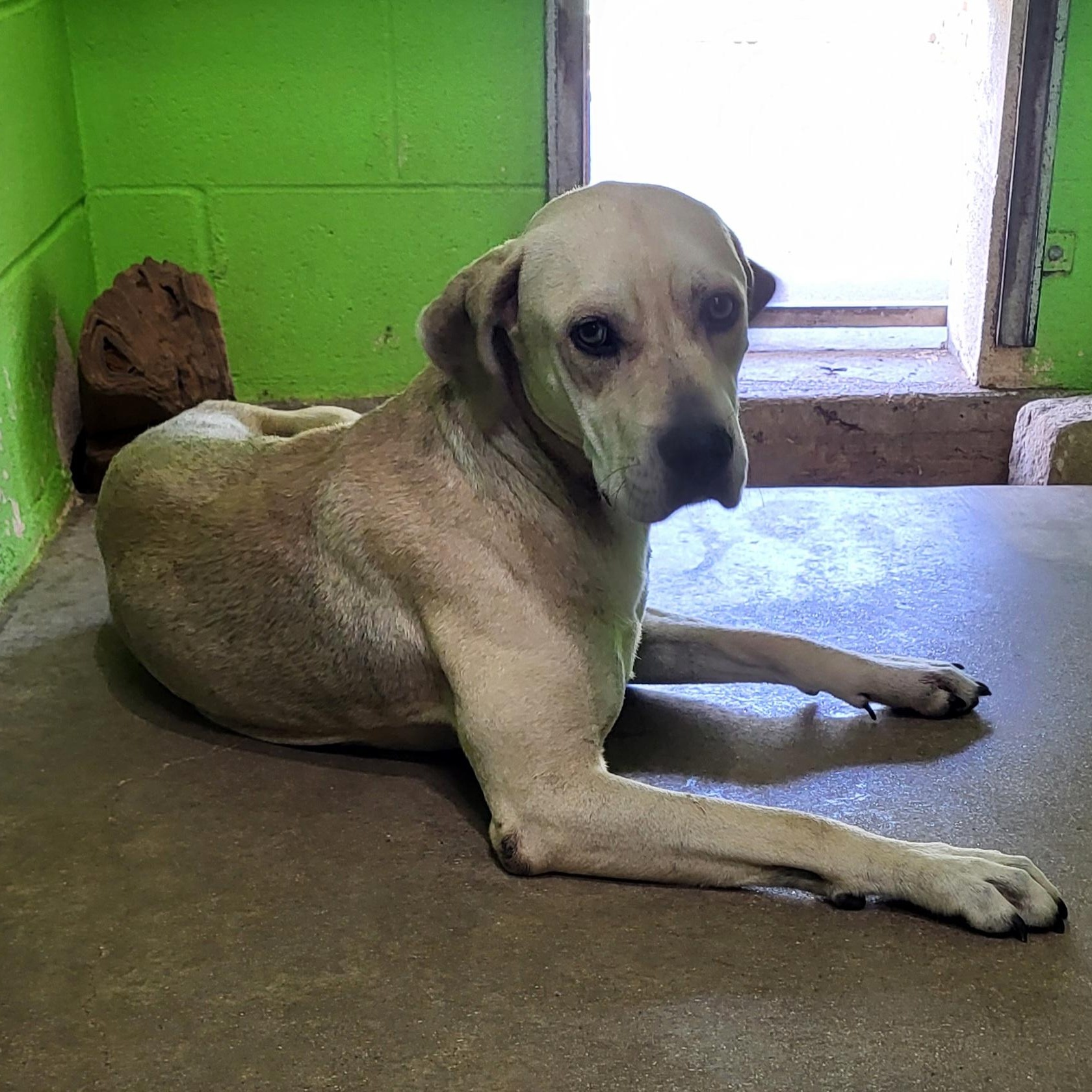 Enlarge George, a ADOPTABLE mixed breed in Rockdale, TX image 3/3