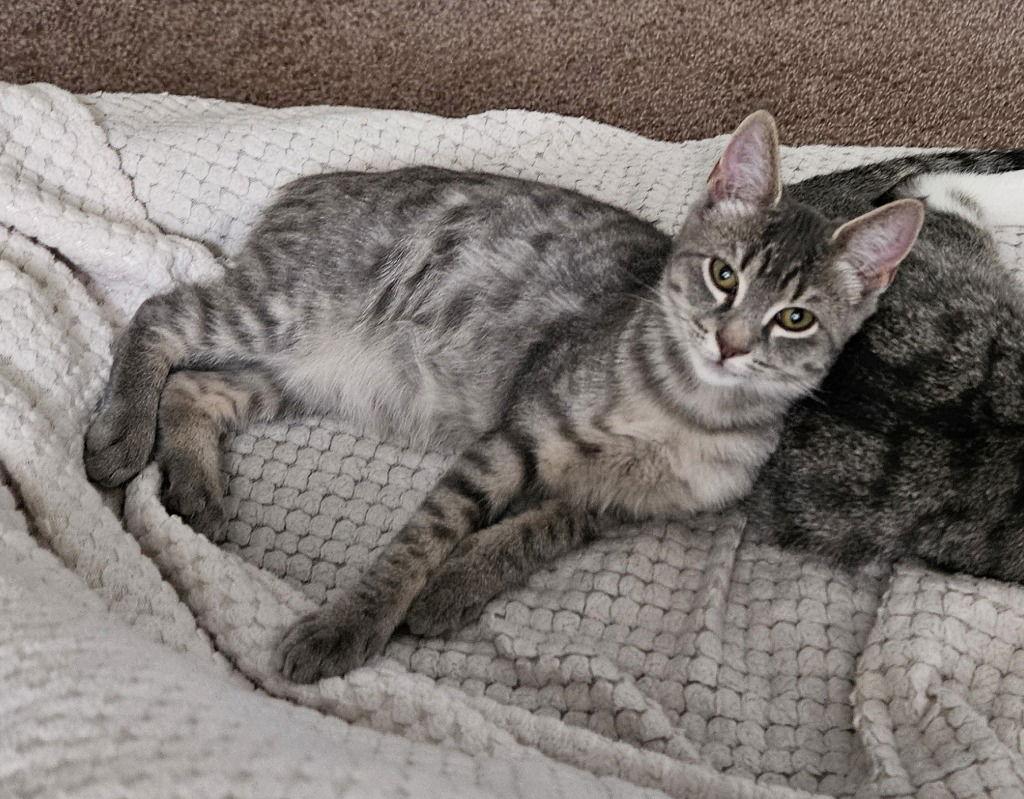 Enlarge 25-27 Bebe, a Adoptable Domestic Short Hair in St. Helens, OR image 1/3