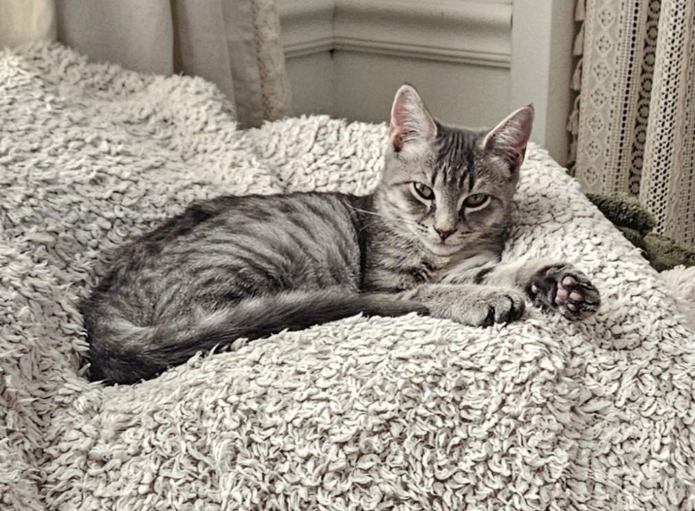 Enlarge 25-27 Bebe, a Adoptable Domestic Short Hair in St. Helens, OR image 2/3