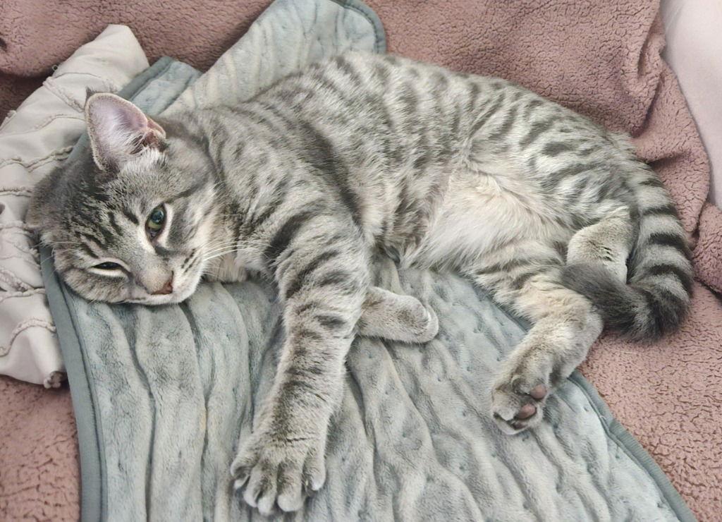 Enlarge 25-27 Bebe, a Adoptable Domestic Short Hair in St. Helens, OR image 3/3