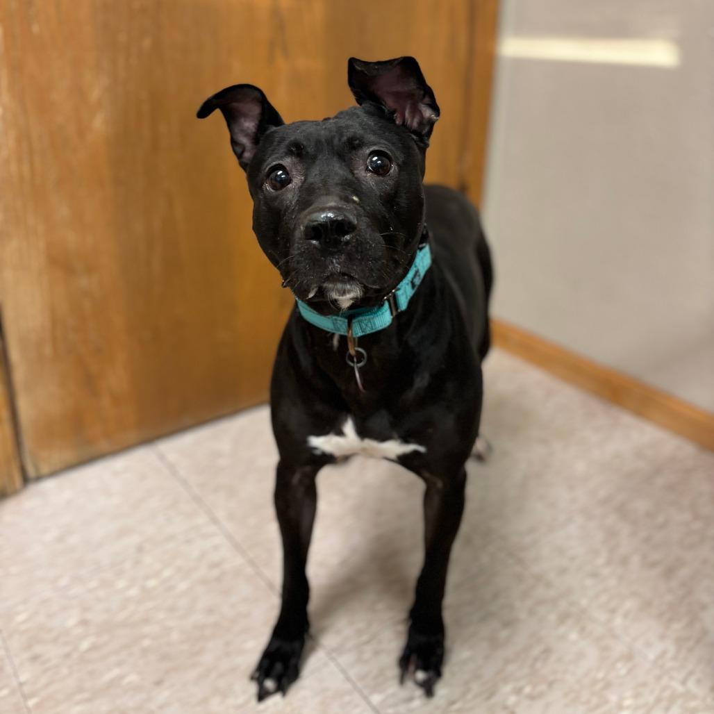 Lumi--In Foster — thumbnail 2