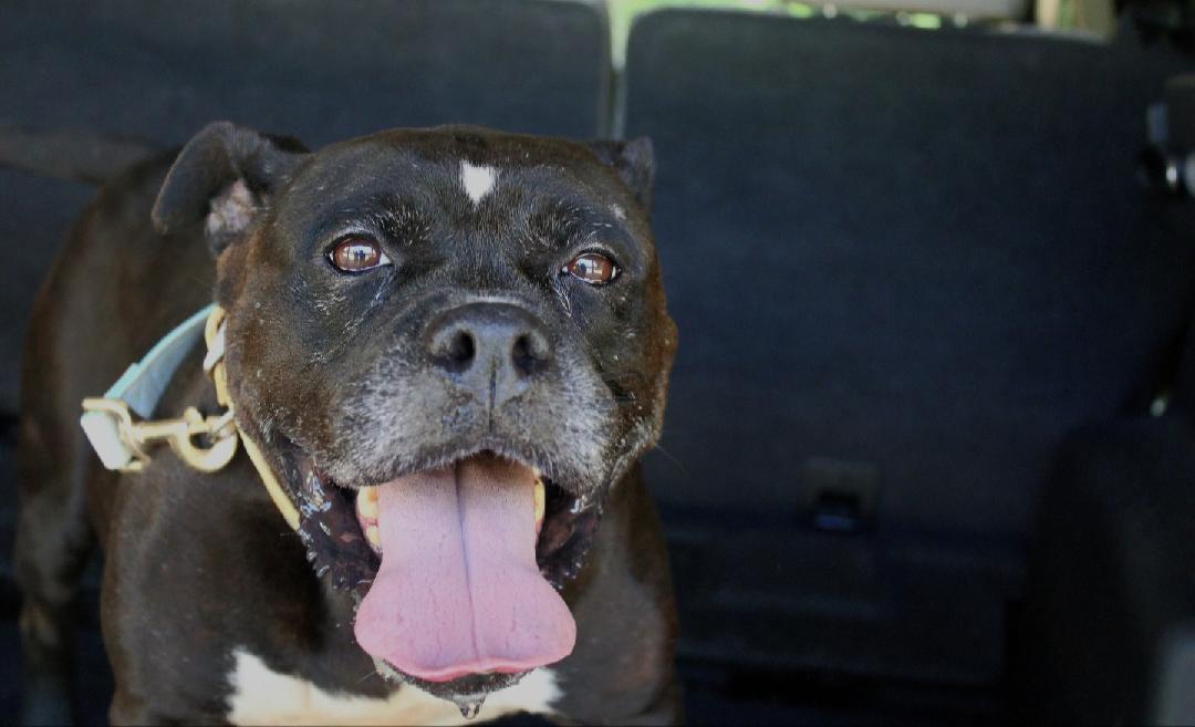 Holly, Adoptable, Adult Female Boxer.