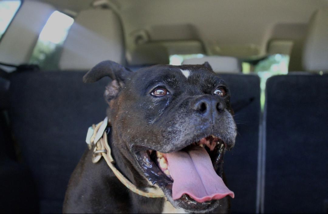 Holly, a Adoptable mixed breed in Willis, TX image 3/5