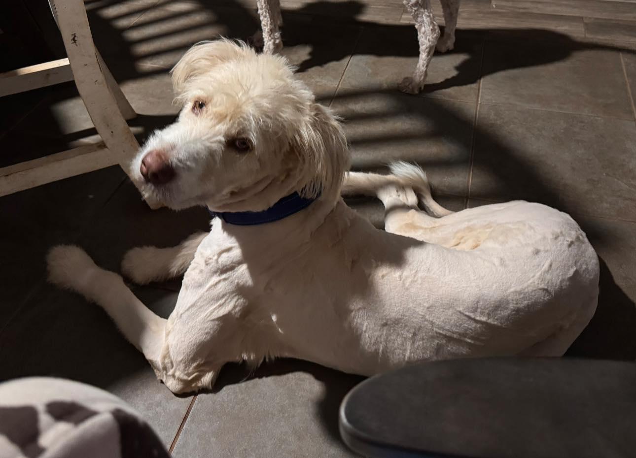 Enlarge Chisholm, an adopted mixed breed in Yukon, OK image 3/5