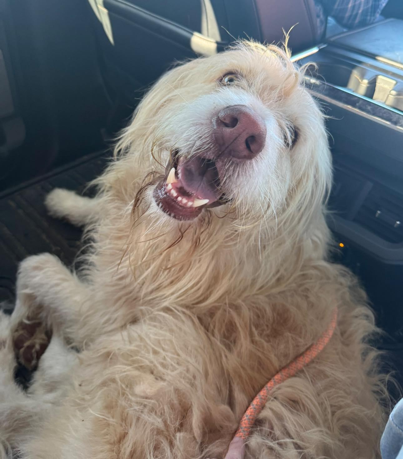 Enlarge Chisholm, an adopted mixed breed in Yukon, OK image 2/5