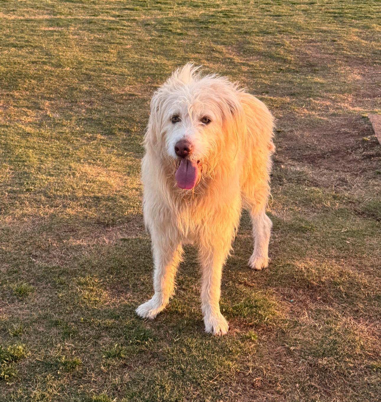 Enlarge Chisholm, an adopted mixed breed in Yukon, OK image 5/5