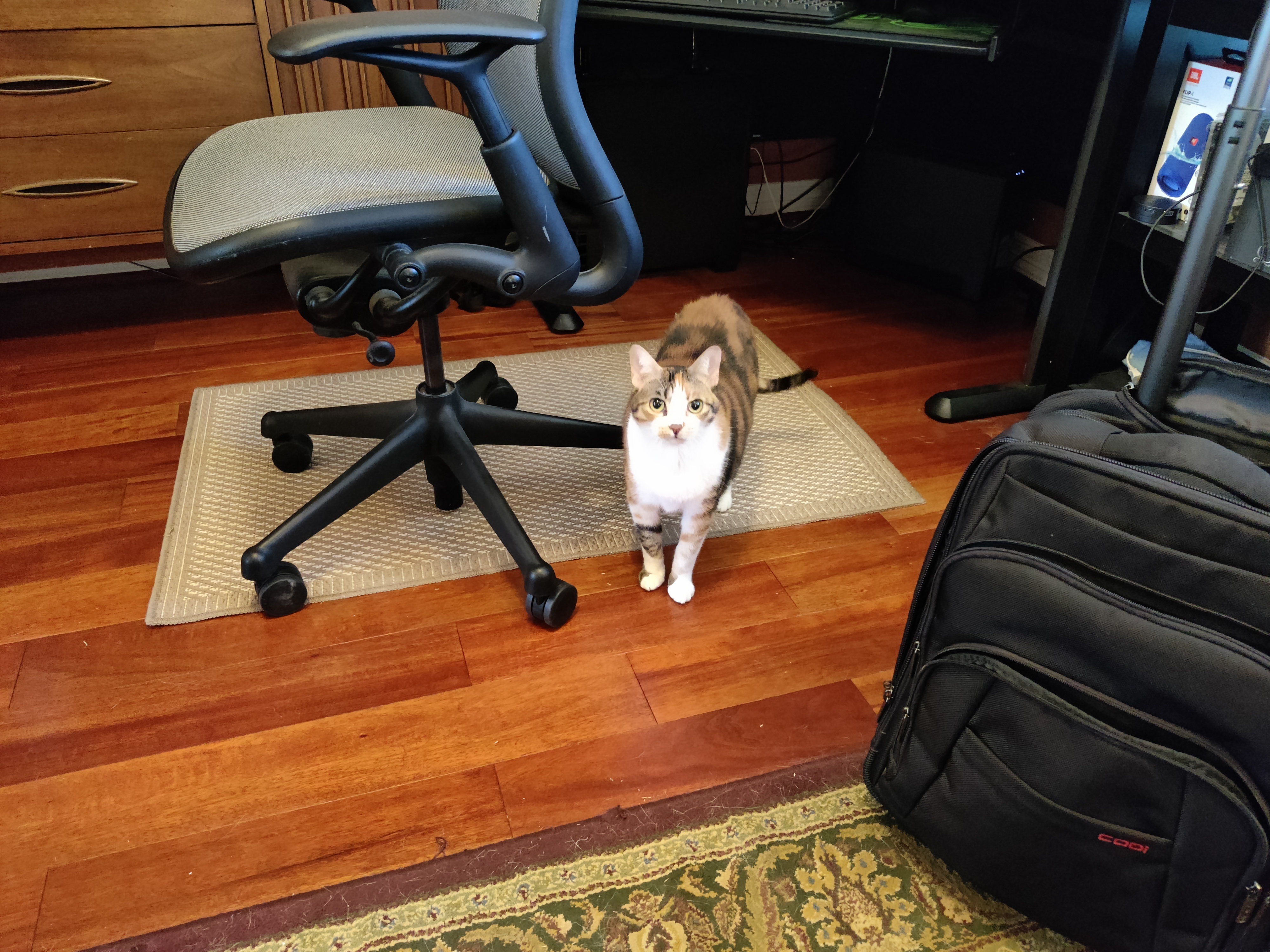 Hanna, Adoptable, Senior Female Domestic Short Hair.