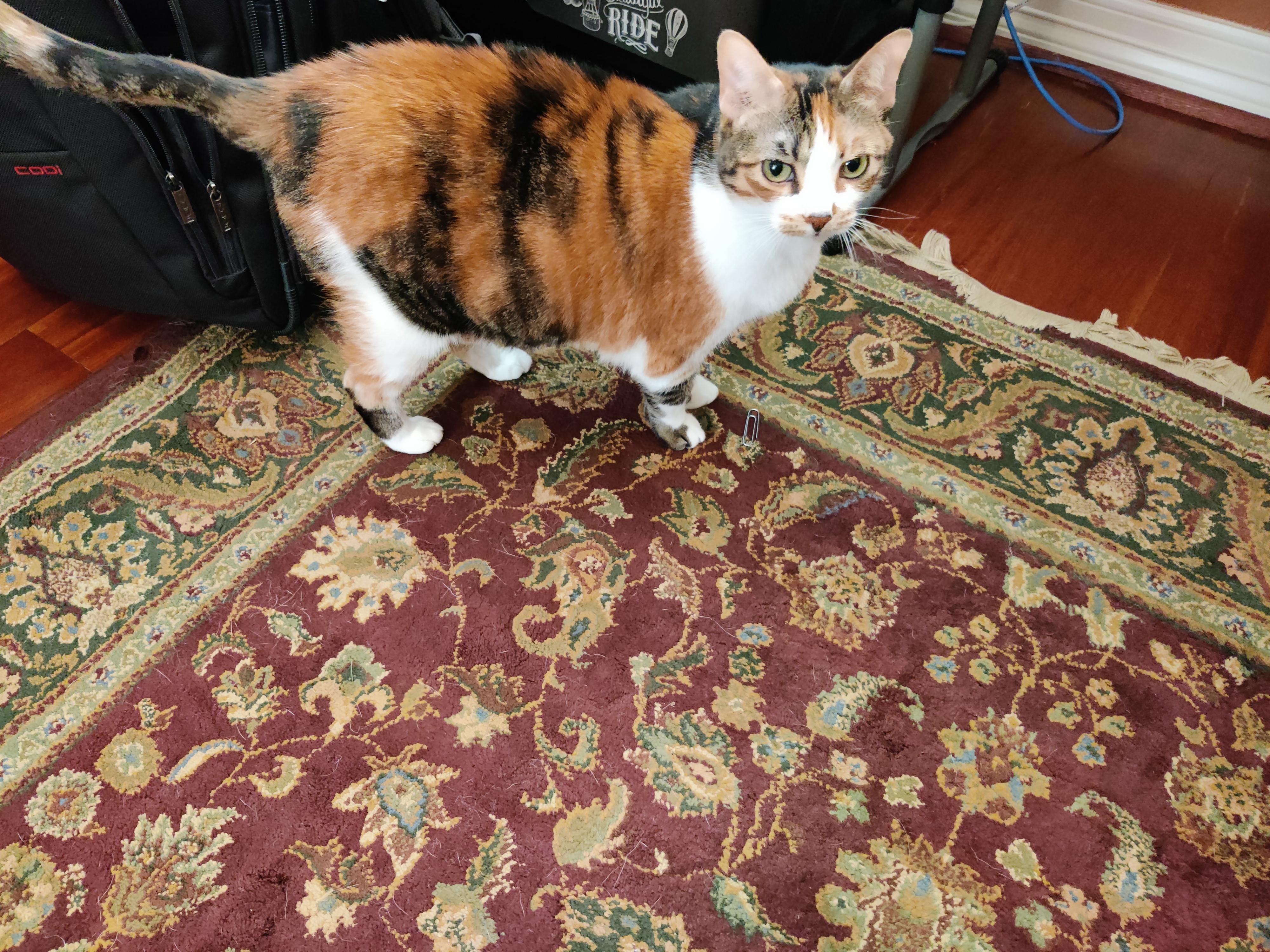 Hanna, a Adoptable Domestic Short Hair in Houston, TX image 2/12