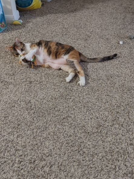 Hanna, a Adoptable Domestic Short Hair in Houston, TX image 3/12