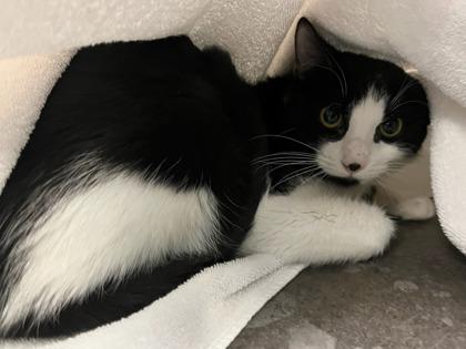 Nadina, Adoptable, Adult Female Domestic Short Hair & Domestic Short Hair.