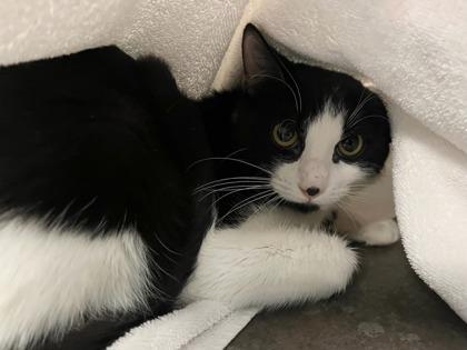 Enlarge Nadina, a Adoptable mixed breed in Phoenix, AZ image 2/2