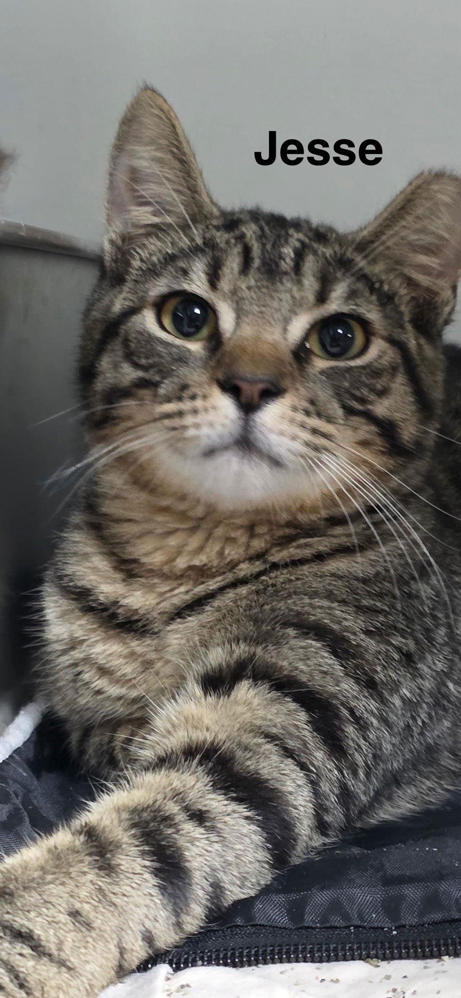 Enlarge Jesse 8.8.25, a Adoptable Domestic Short Hair in Apopka, FL image 2/2