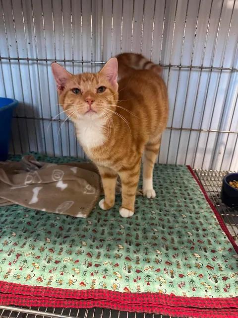 Ghost, ADOPTABLE, Young Male American Shorthair.