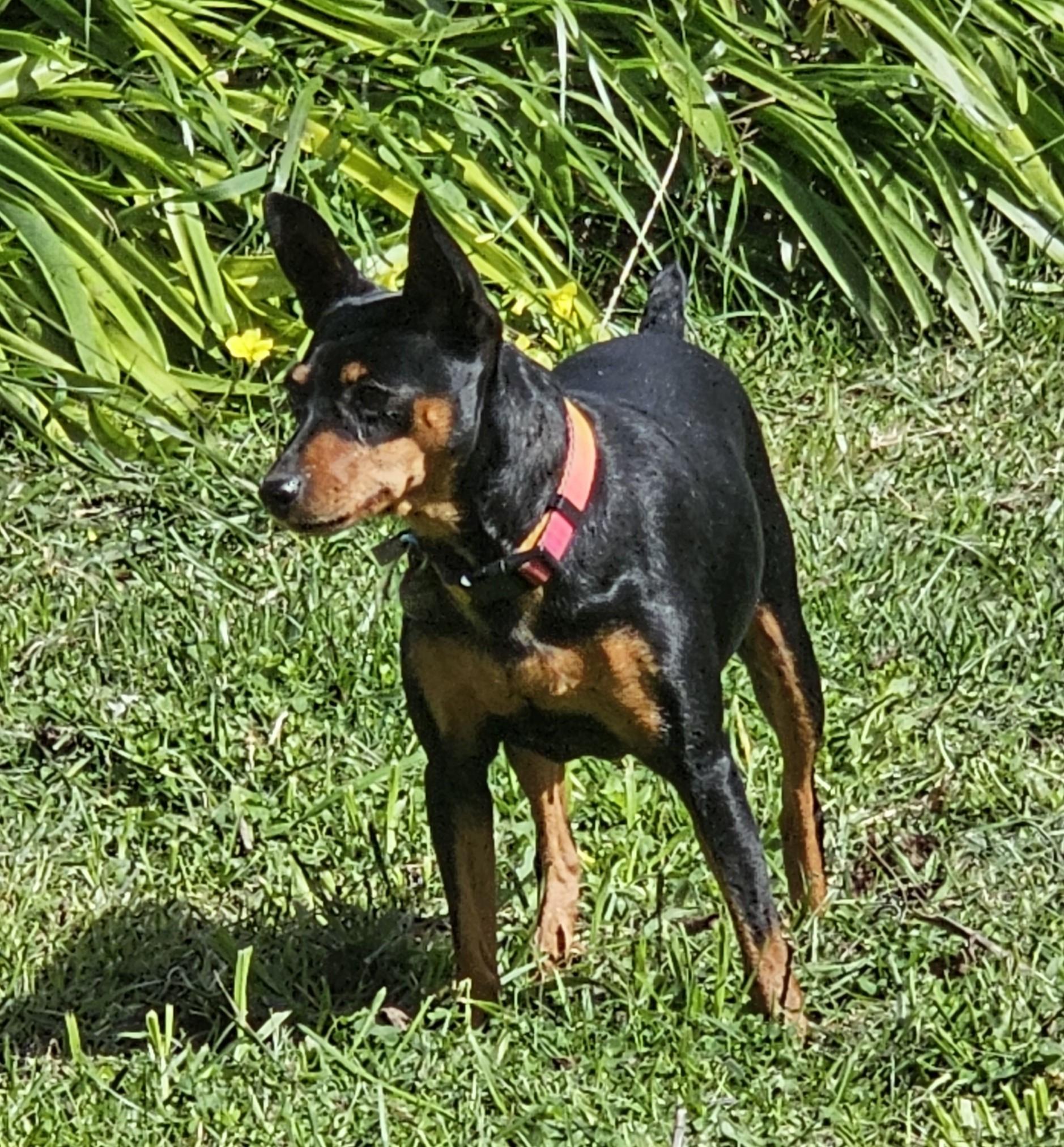 Willa, a ADOPTABLE Miniature Pinscher in Sacramento, CA image 2/4
