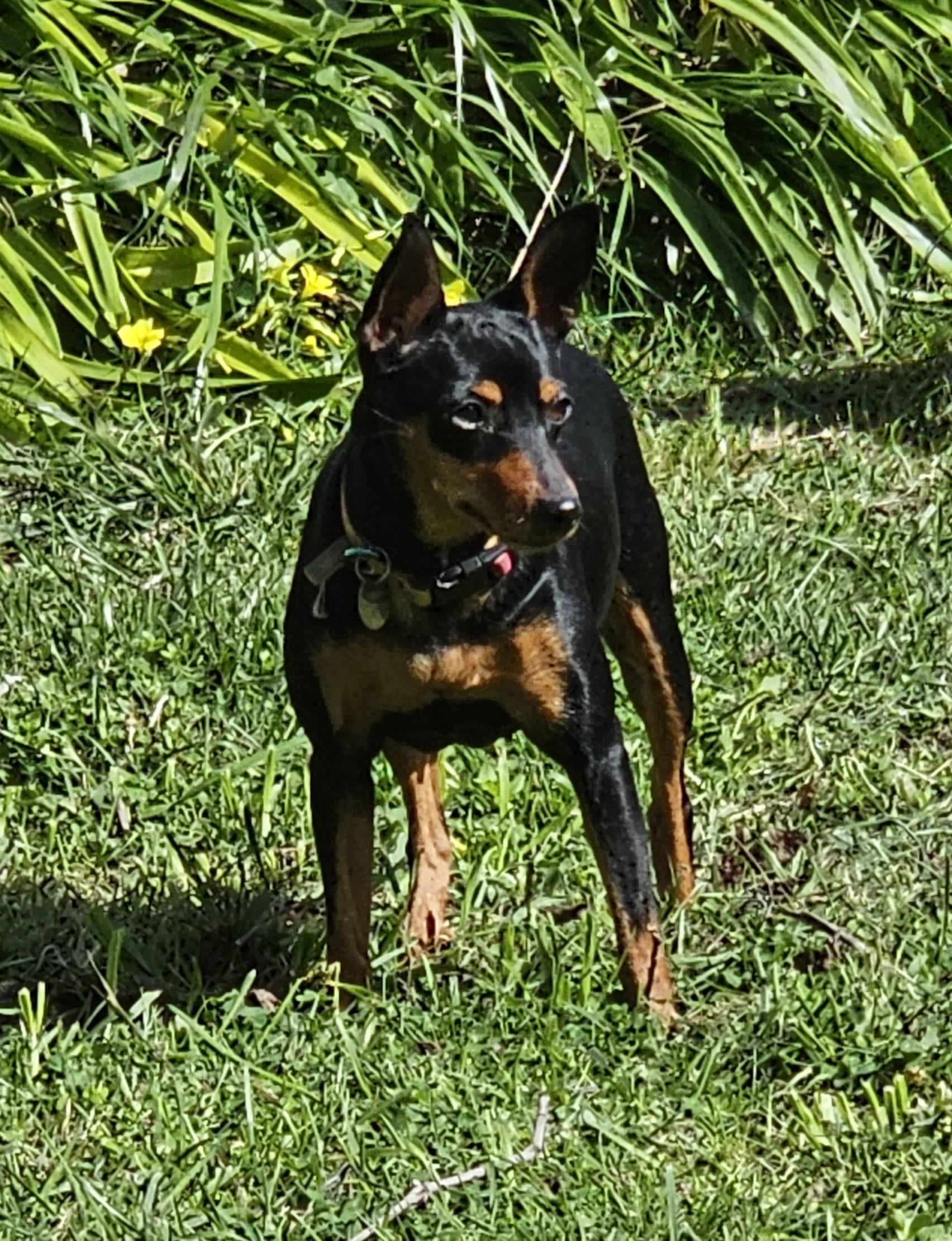 Willa, a ADOPTABLE Miniature Pinscher in Sacramento, CA image 3/4