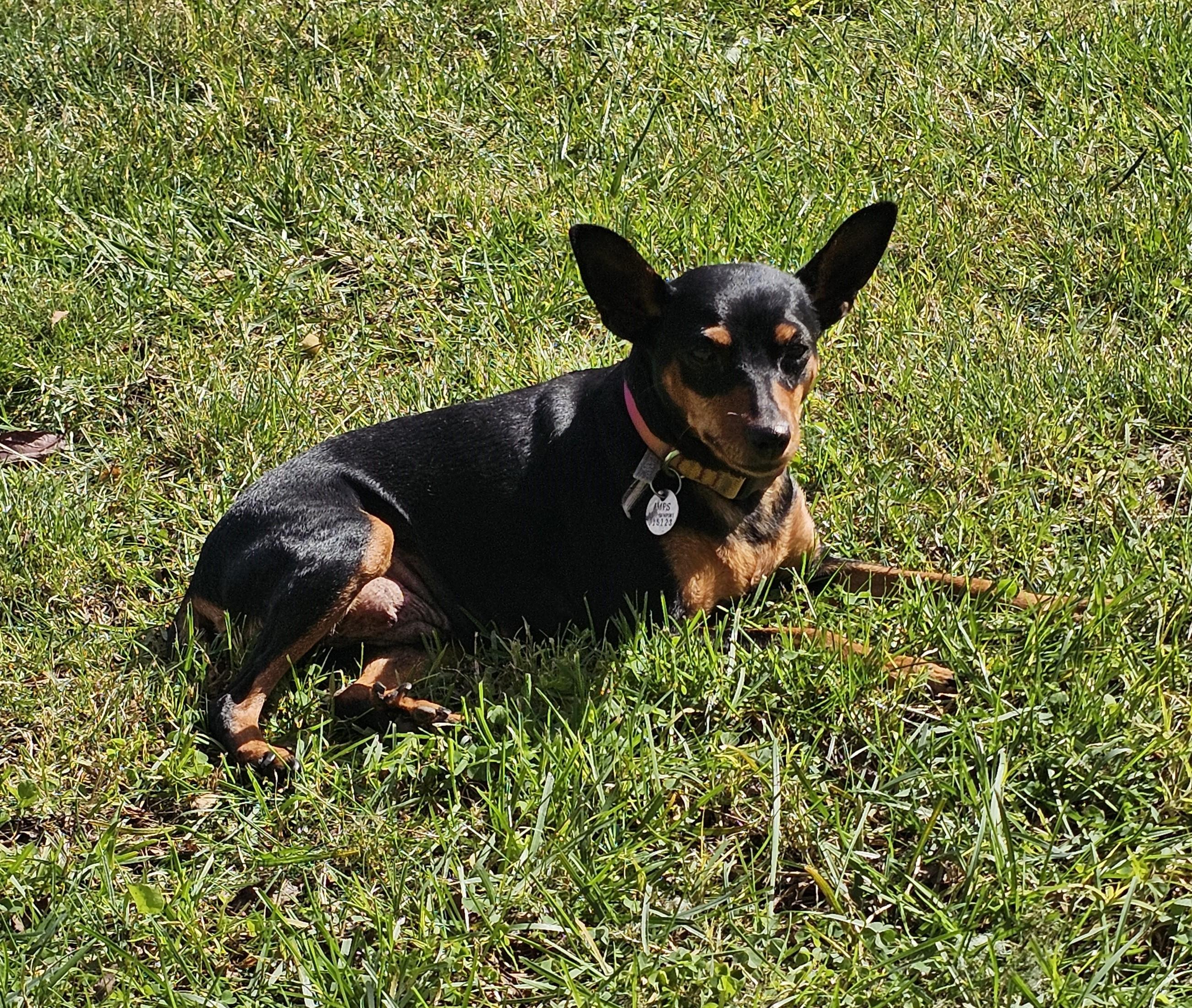 Willa, a ADOPTABLE Miniature Pinscher in Sacramento, CA image 4/4