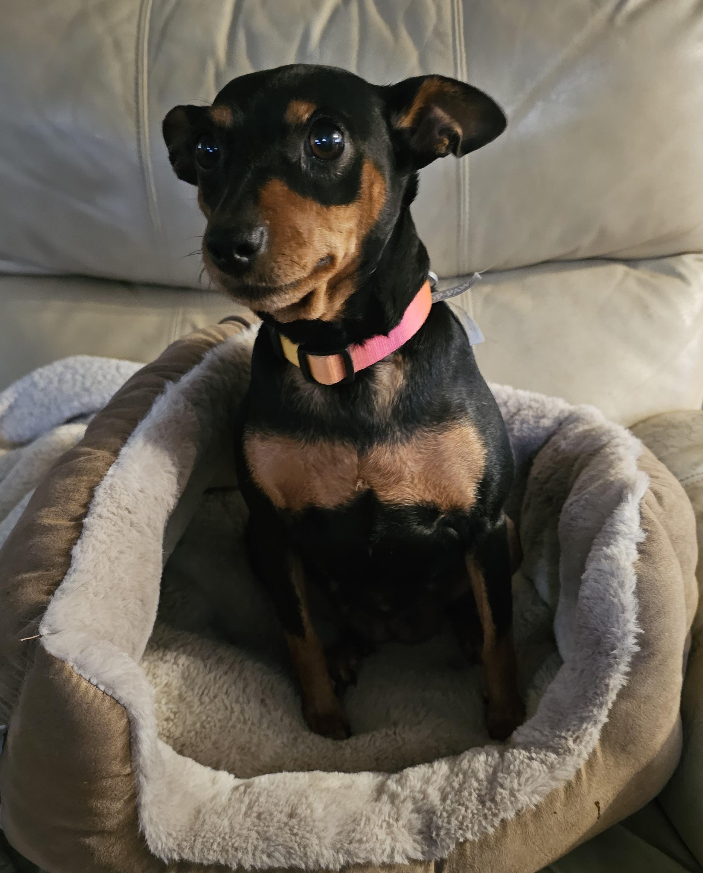 Enlarge Willa, a ADOPTABLE Miniature Pinscher in Springville, CA image 1/4