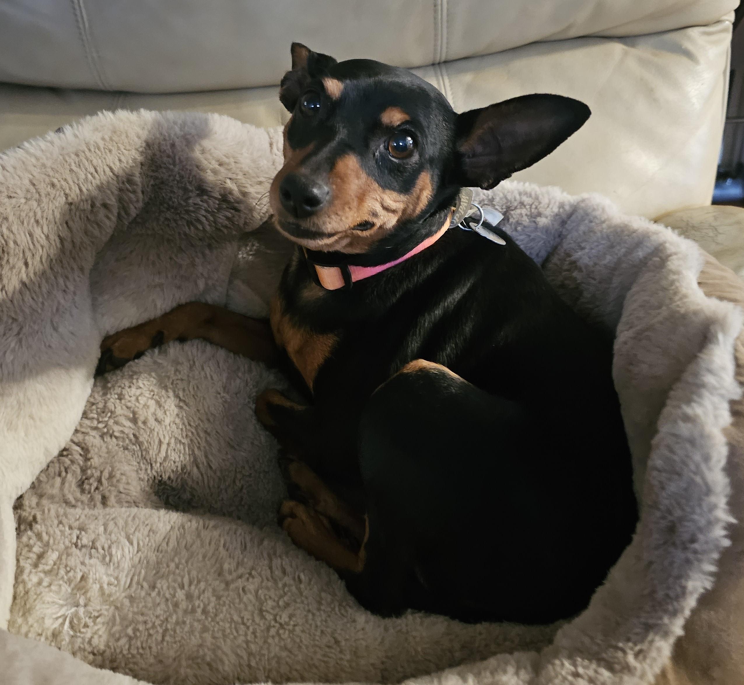 Enlarge Willa, a ADOPTABLE Miniature Pinscher in Springville, CA image 2/4