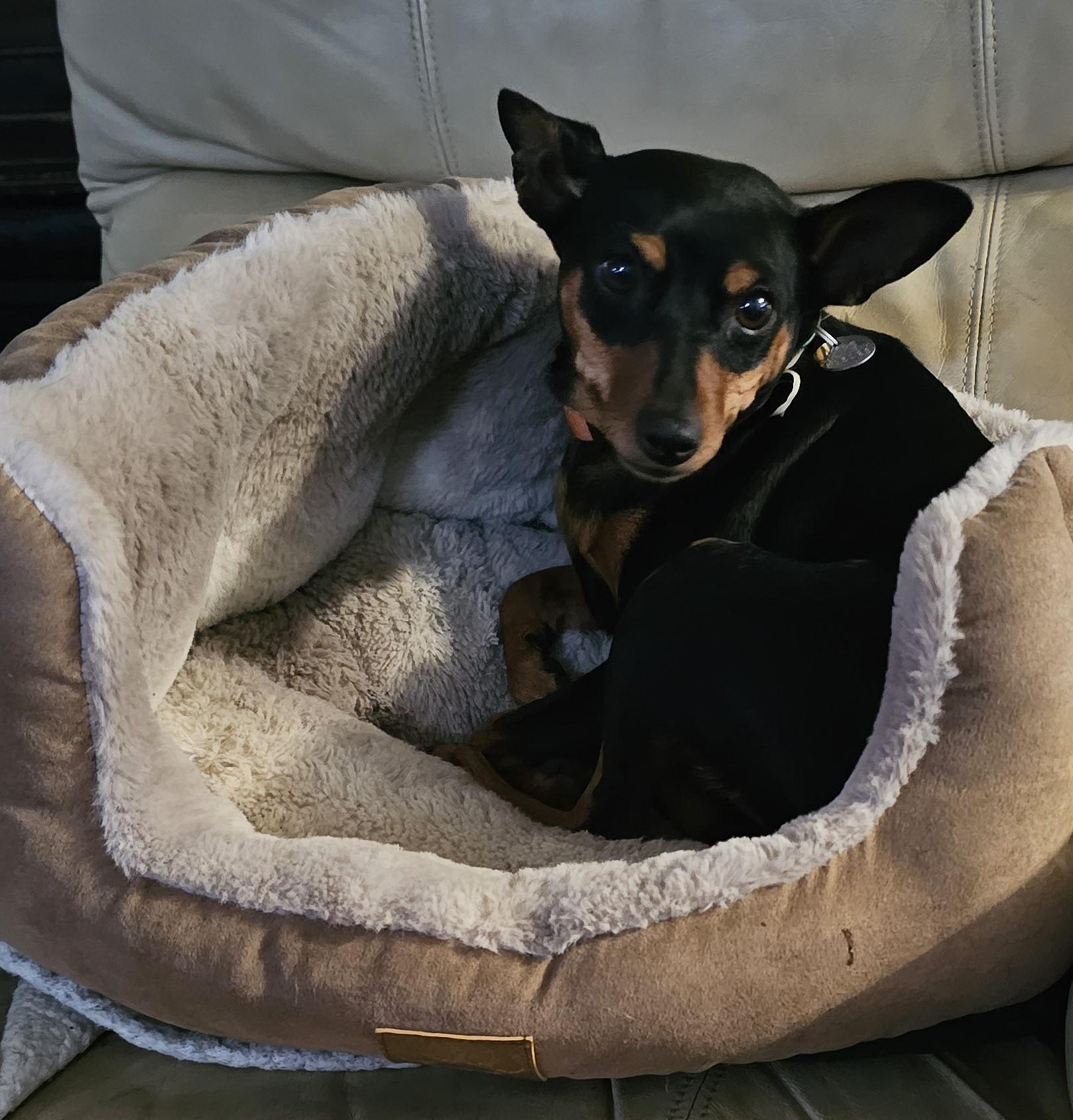 Enlarge Willa, a ADOPTABLE Miniature Pinscher in Springville, CA image 3/4