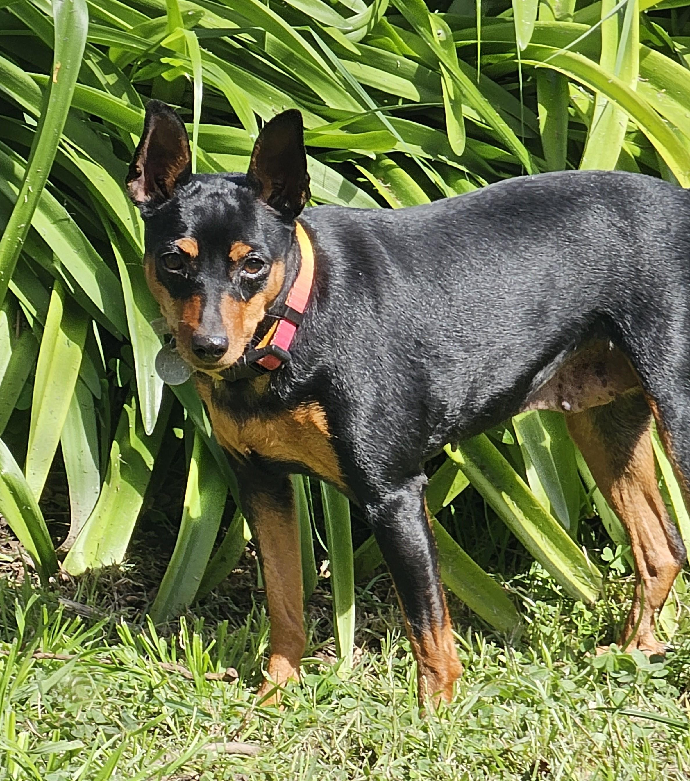 Willa, ADOPTABLE, Adult Female Miniature Pinscher.