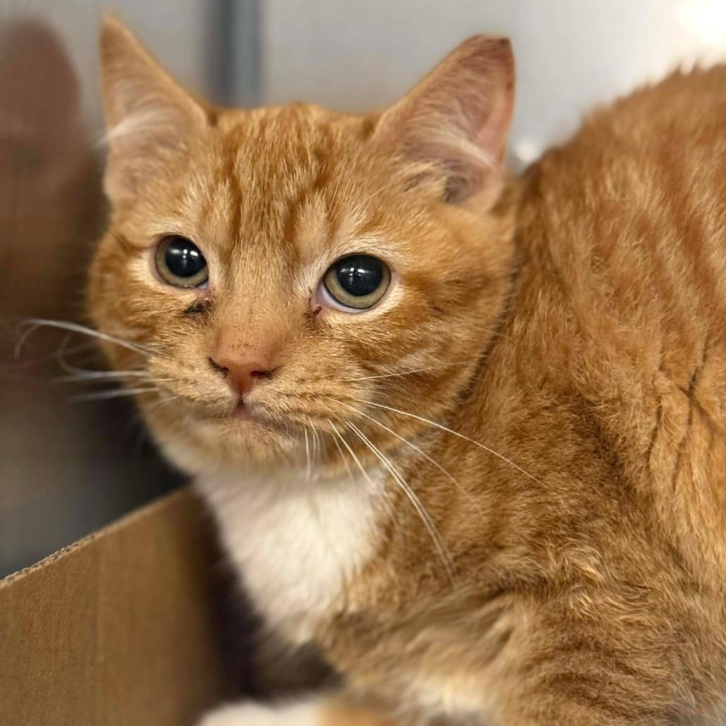 Enlarge Goldfish, a Adoptable Domestic Short Hair in Martinsville, VA image 1/1