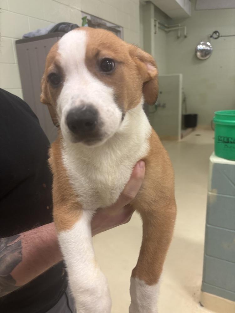 Dill, Adoptable, Puppy Male German Shepherd Dog.