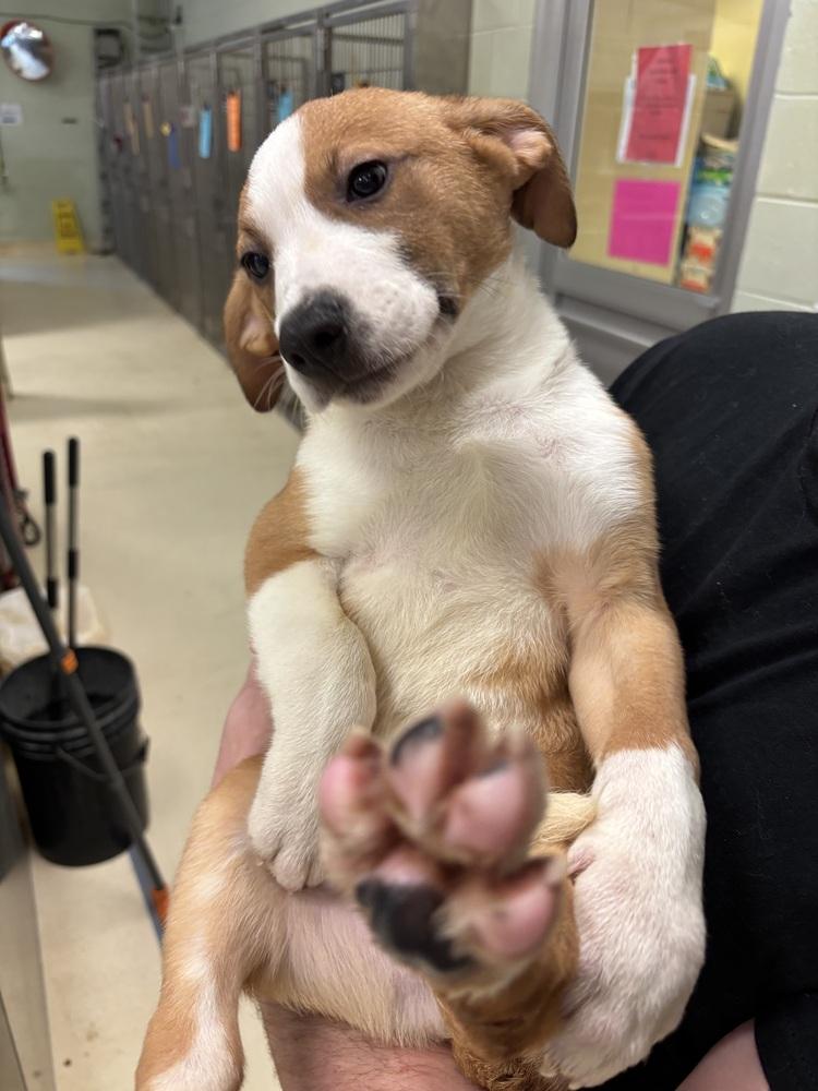 Enlarge Dill, a Adoptable mixed breed in Kalamazoo, MI image 2/2